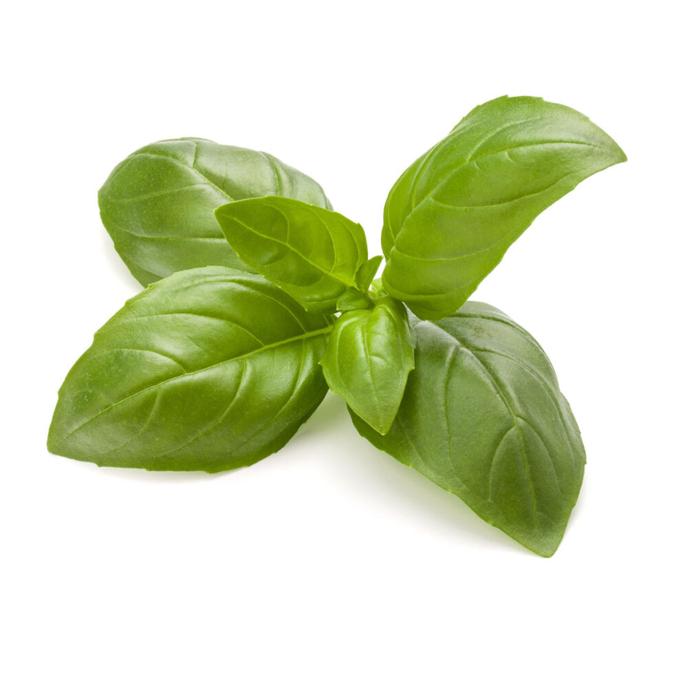 Fragrant Basil Fresh Green Leaves Herbs