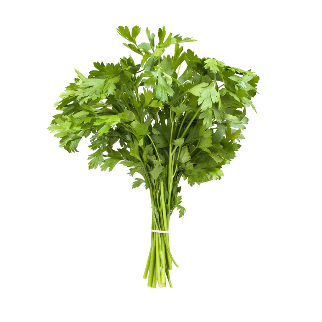 Coriander Leaves QADCO