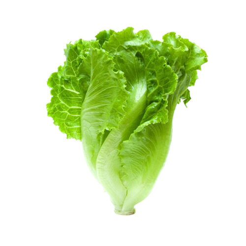 Romaine Lettuce / Cos Lettuce QADCO