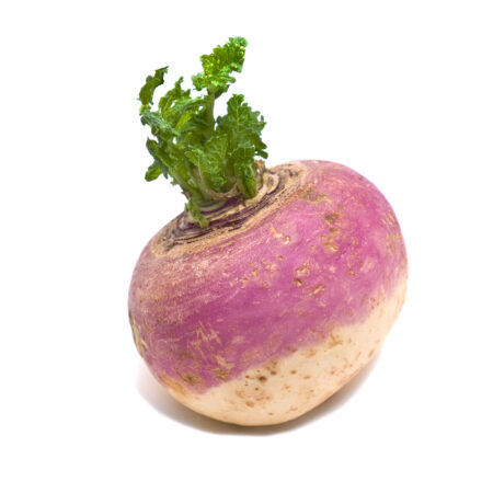 Fresh White Turnip Root Round Vegetable
